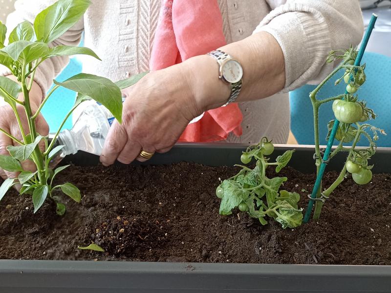 Residencia Butarque - Jardineria huerto plantas